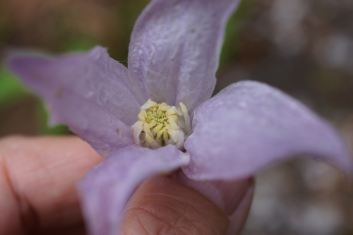 Clematis columbiana