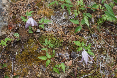 Clematis columbiana, photograph 3