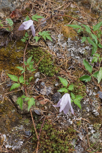 Clematis columbiana, photograph 1