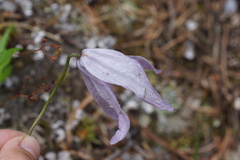 Clematis columbiana, photograph (c) Lyrae, some rights reserved (CC BY)