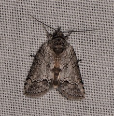 Nycteola polycyma