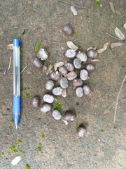 Paradoxurus hermaphroditus