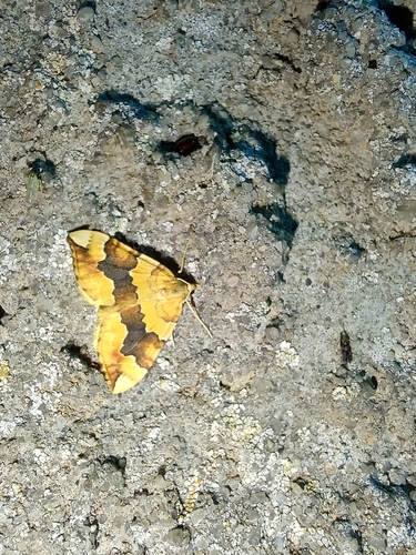 Barred Yellow