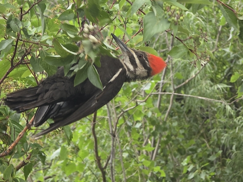 Pileated Woodpecker