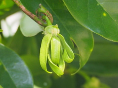 Artabotrys hexapetalus