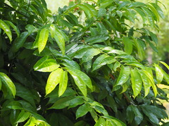 Artabotrys hexapetalus