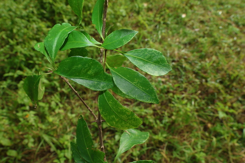 Pisonia aculeata, photograph 6