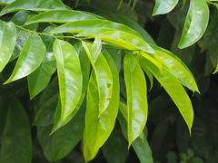 Artabotrys hexapetalus