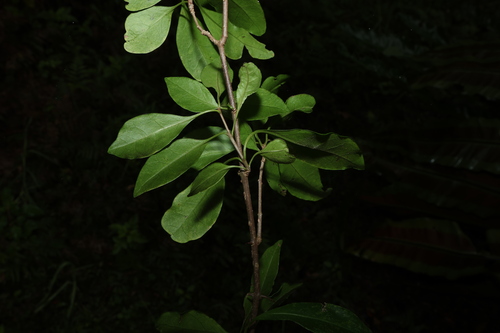 Pisonia aculeata, photograph 5