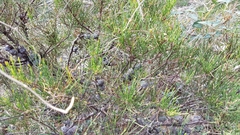 Allocasuarina misera