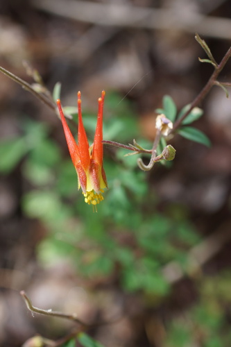 Aquilegia elegantula, photograph 5