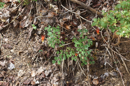 Aquilegia elegantula, photograph 6
