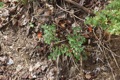 Aquilegia elegantula, photograph (c) Lyrae, some rights reserved (CC BY)