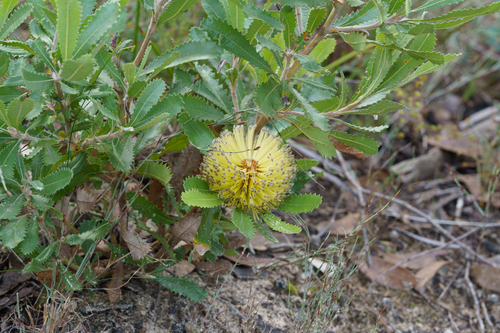 Banksia ornata, photograph 5