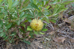 Banksia ornata, photograph (c) Kym Nicolson, some rights reserved (CC BY)