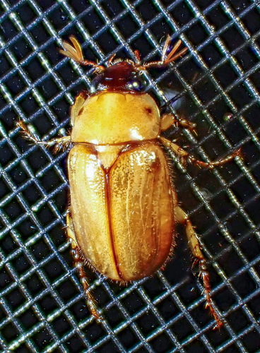 Southern Masked Chafer