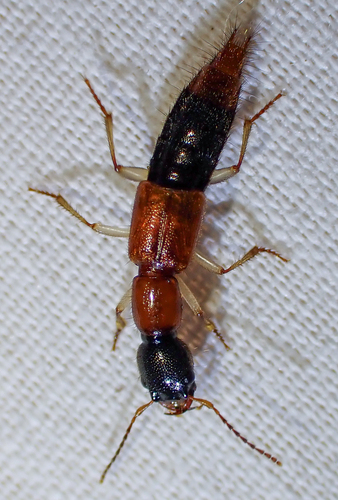 Homaeotarsus bicolor