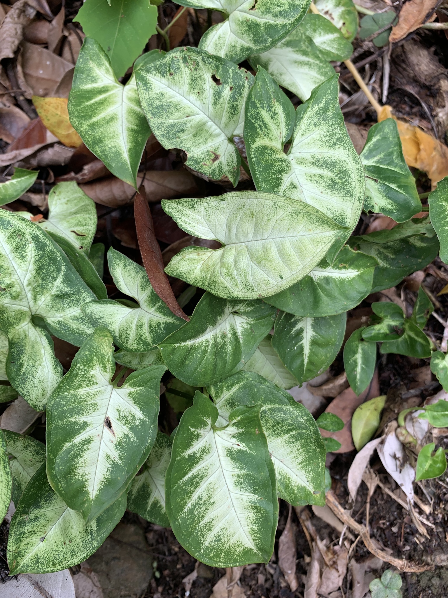 Syngonium