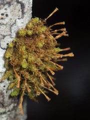 Ulota obtusiuscula