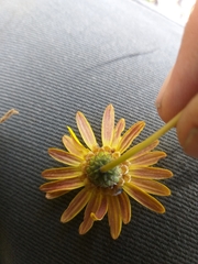 Ursinia discolor