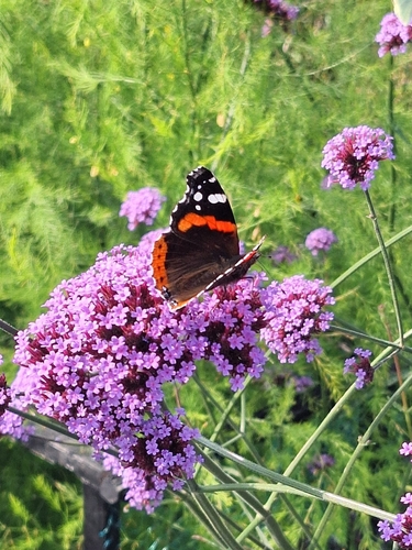 Red Admiral