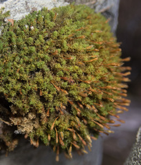 Ulota obtusiuscula