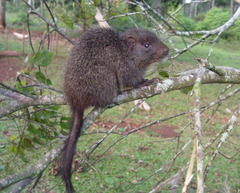 Black-Tailed Hutia photo 1