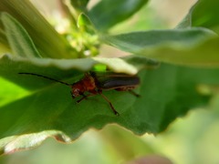 Cantharis soeulensis