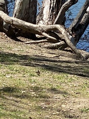 Petrochelidon pyrrhonota