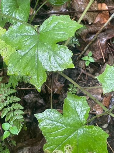 Hydrophyllum appendiculatum, photograph 4