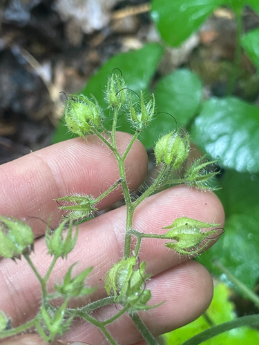 Hydrophyllum appendiculatum, photograph 3