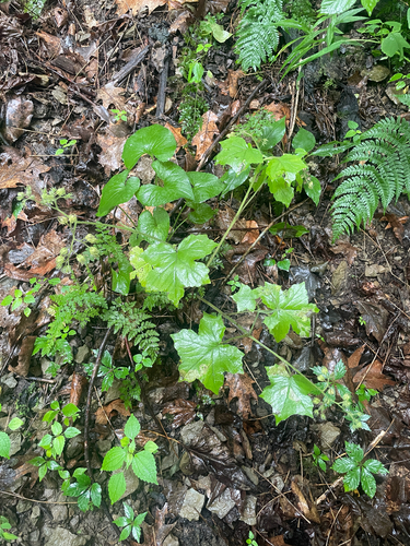 Hydrophyllum appendiculatum, photograph 5