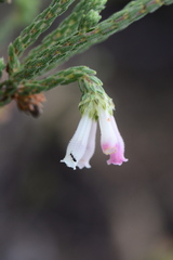 Erica pectinifolia