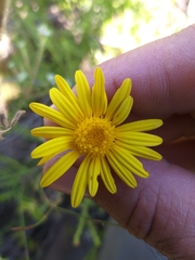 Ursinia discolor