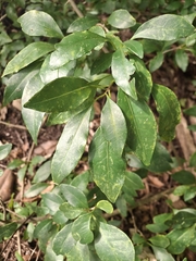 Pisonia aculeata, photograph (c) Greg Tasney, some rights reserved (CC BY-SA)