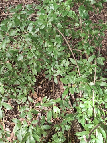 Pisonia aculeata, photograph 4