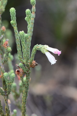 Erica pectinifolia