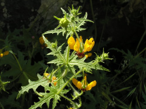 Loasa tricolor (Loasa tricolor)