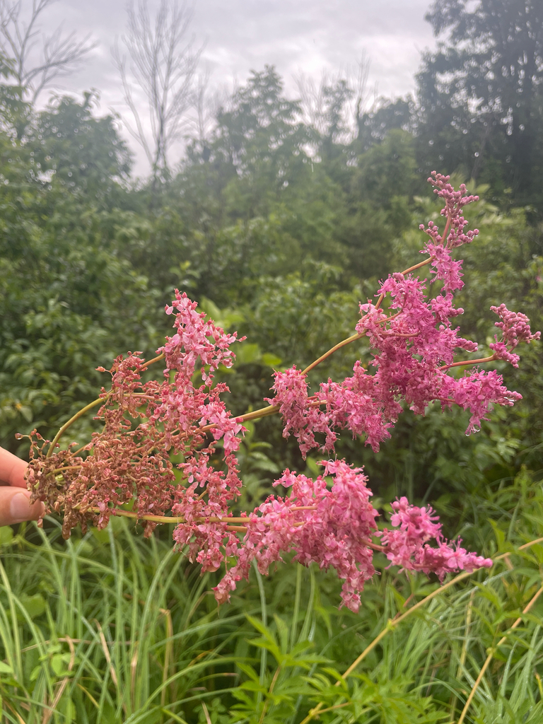 Filipendula rubra, N Waverly Park Rd, Martinsville, IN, US