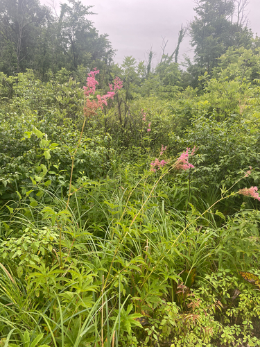 Filipendula rubra