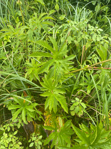Filipendula rubra