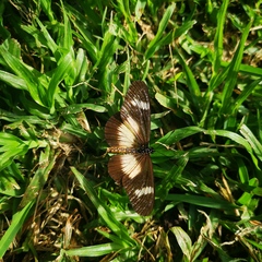 Acraea esebria