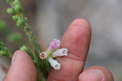 Erica pectinifolia