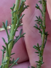 Ursinia discolor