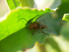 Cantharis soeulensis