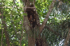 Isothrix bistriata