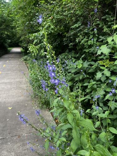 tall bellflower