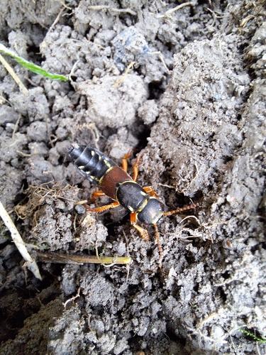 Staphylinus caesareus