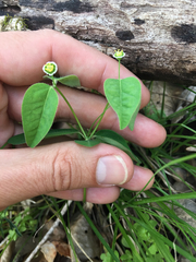 Euphorbia mercurialina