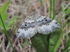 Epirrhoe rivata